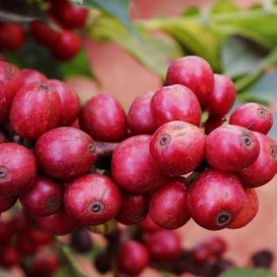 <img class='new_mark_img1' src='https://img.shop-pro.jp/img/new/icons14.gif' style='border:none;display:inline;margin:0px;padding:0px;width:auto;' />˥ Gachatha Coffee Factory˥ꡢ϶