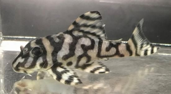 熱帯魚様 Amazon | (熱帯魚)ゼブラダニオ・レオパードダニオ ミックス