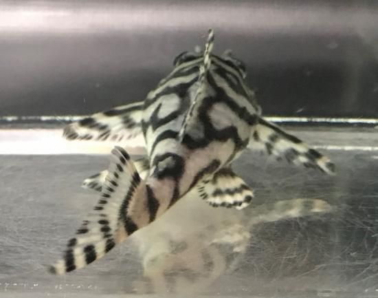 熱帯魚様 Amazon | (熱帯魚)ゼブラダニオ・レオパードダニオ ミックス