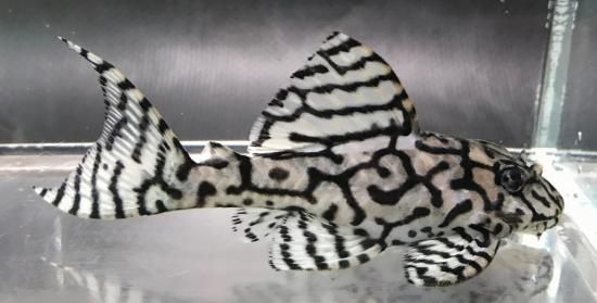 スーパーメガクラウンゼブラプレコ 10．5センチ - 熱帯魚
