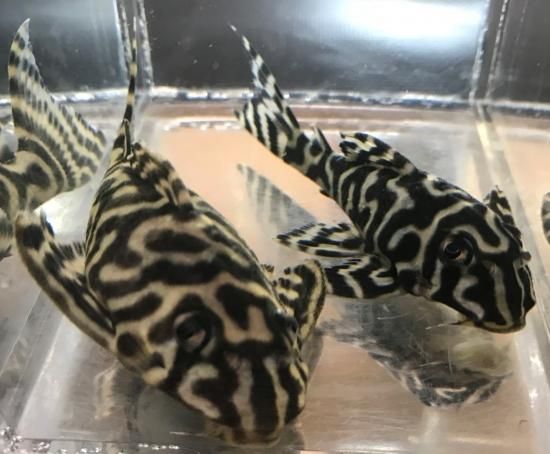 ダンプティブリードL333スペシャル ♂♀成熟産卵経験あり 飼い