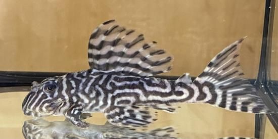 淡水魚】【通販】No2 スーパーインペリアルゼブラプレコ L173b【個体 