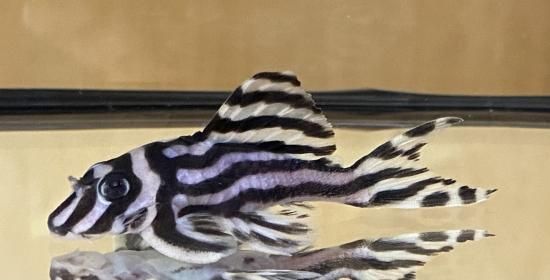 インペリアルゼブラプレコ ブリード個体 - 熱帯魚 プレコ 販売