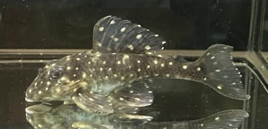 ヴェネチアン ゴブレット　幻魚 ヴェネチアン ゴブレット 幻魚 ヴェネチアン ゴブレット 幻魚