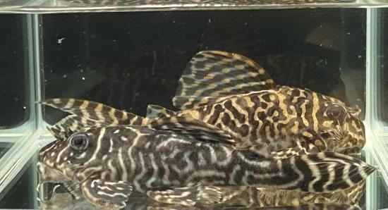 hiroブリード 2匹セット 繫殖経験ありオス (fin第二系統リアル×第二