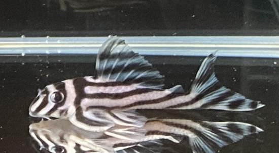 インペリアルゼブラプレコ ブリード個体 - 熱帯魚 プレコ 販売