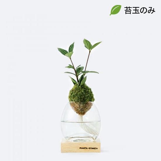 トーチs ペペロミア 苔玉のみ Pianta Stanza トーチs ペペロミア 苔玉のみ Pianta Stanza