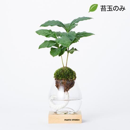 Amazon｜東京寿園 コーヒーの木 観葉植物 本物 ミニ 土を使わ