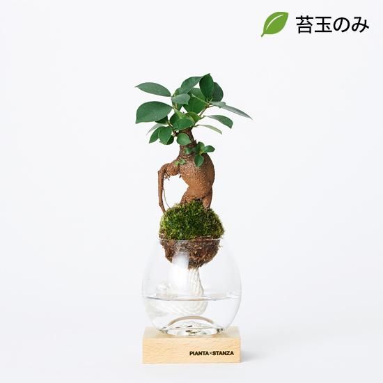 花屋connect｜花・苔玉・流木・観葉植物の通販