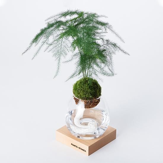 トーチS（アスパラ）/苔玉のみ - PIANTA×STANZA