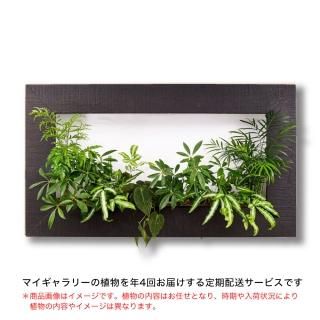 my gallery - PIANTA×STANZA my gallery - PIANTA×STANZA