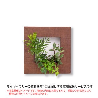 マイギャラリーS定期便【年4回お届け】／植物のみ