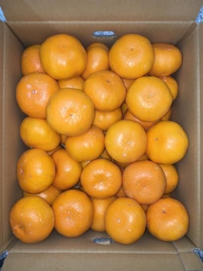 愛媛みかん【愛媛県産・Mサイズ】10K入 - ヘルシーフーズやまお