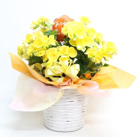リーガベゴニア 花鉢 株式会社安田生花店 オンラインショップ