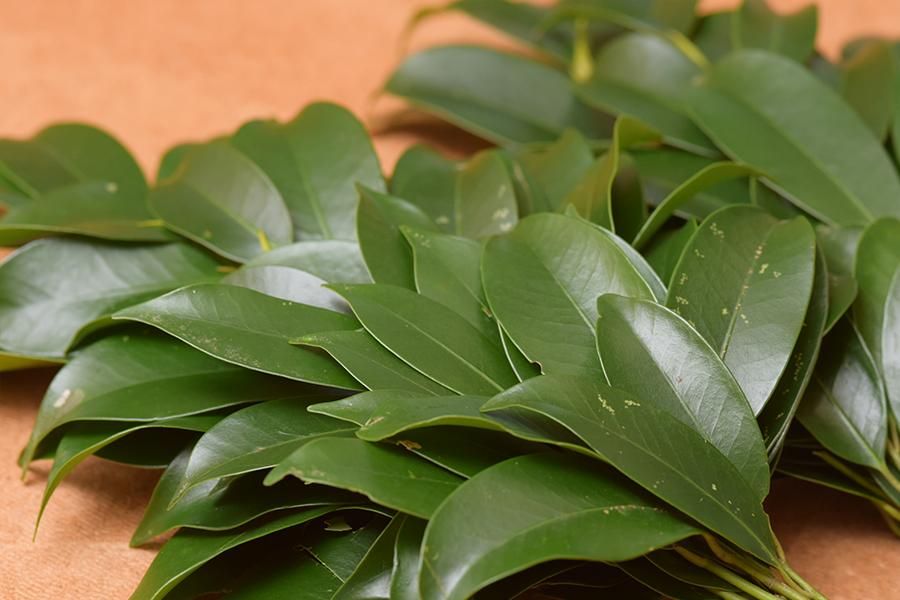 京都府産 無農薬 天然 本榊（ほんさかき） オーダー窓口 国産（和歌山