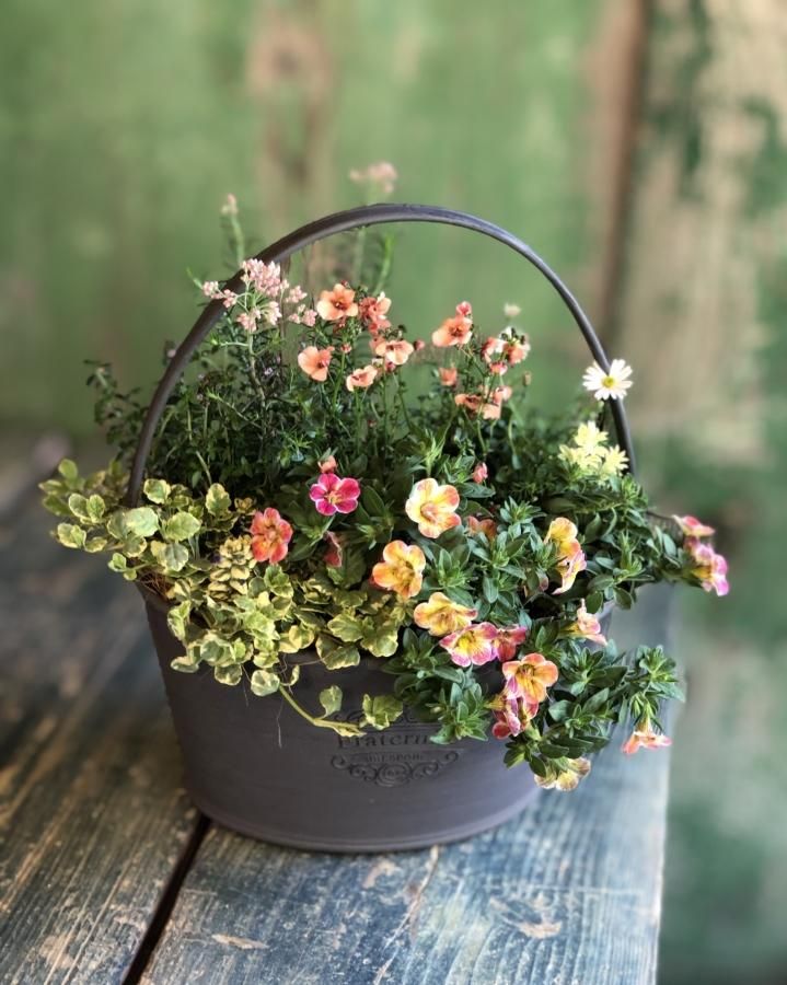 母の日 オーダー バスケットの花かご 送料 消費税込 サマースノー 寄植え 夏雪 ドライフラワー リース