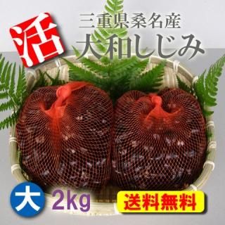 大和しじみ 活しじみ シジミ 蜆 しじみ 販売 産地直送 産直 通販 直販