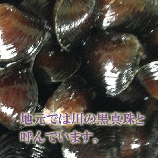 しじみ 蜆 シジミ 大和しじみ 桑名のしじみ 産地直送 通信販売 産直