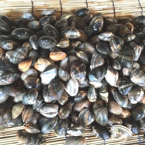 活あさり 国産 浅蜊 アサリ あさり あさり屋 産地直送 通信販売