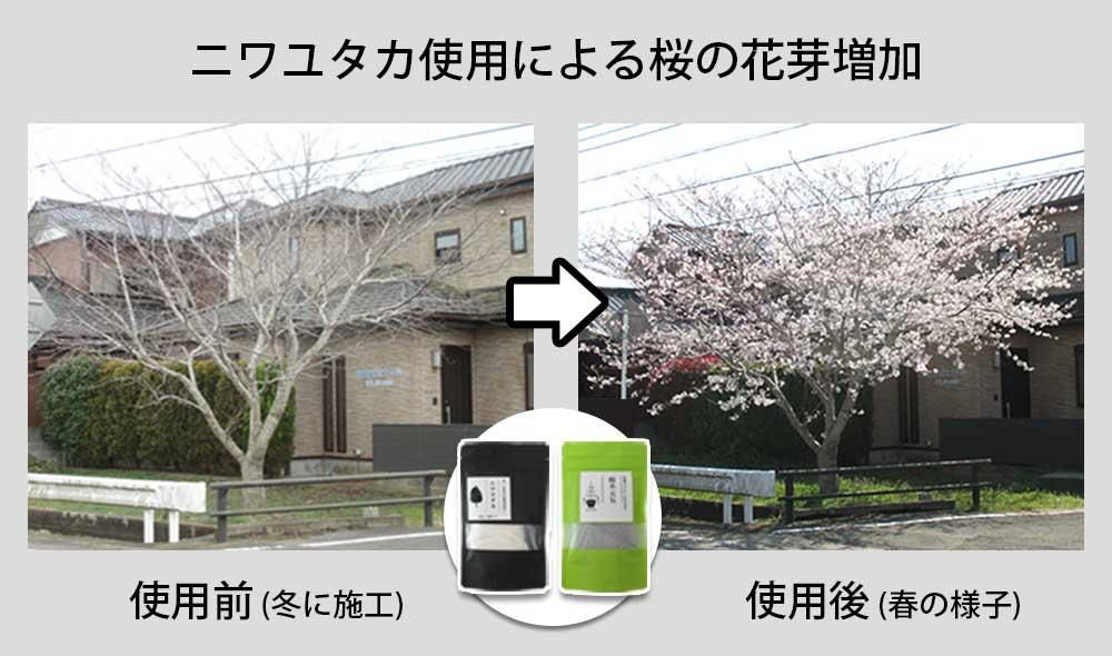 ˥楿Ѥˤβֲ