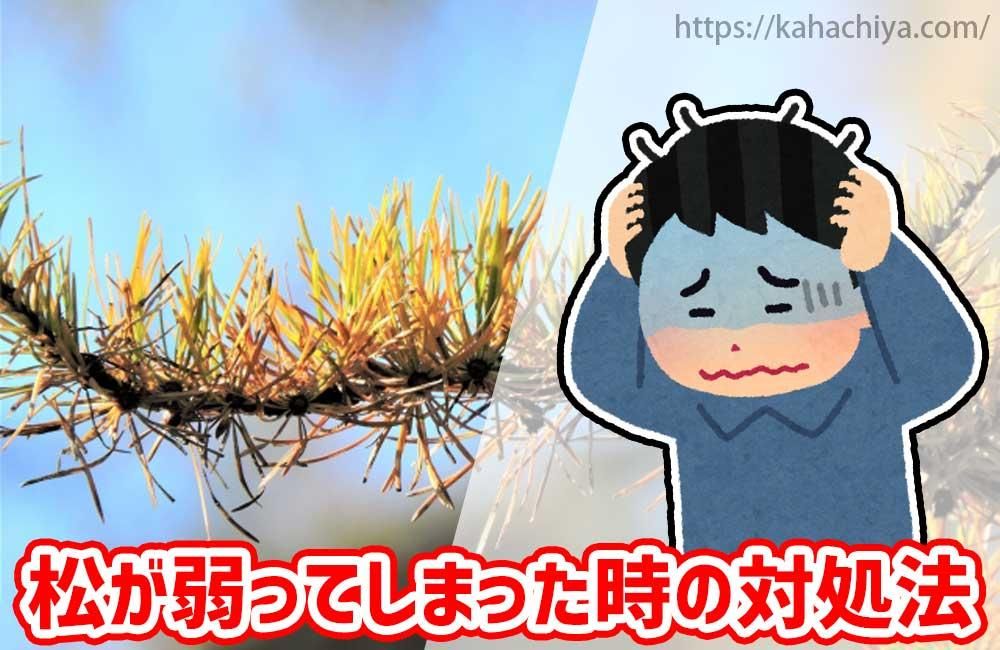 松が弱ってしまった時の対処法