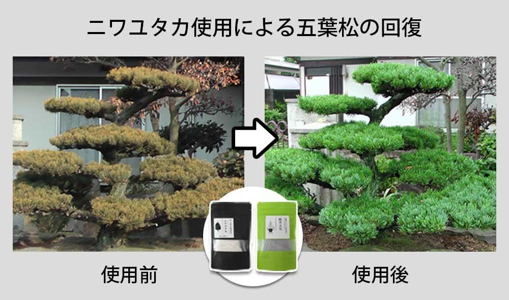 ˥楿Ѥˤվμ