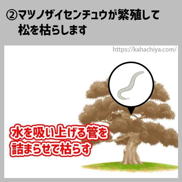 松枯れの流れ2