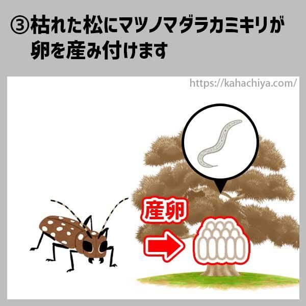 松枯れの流れ3