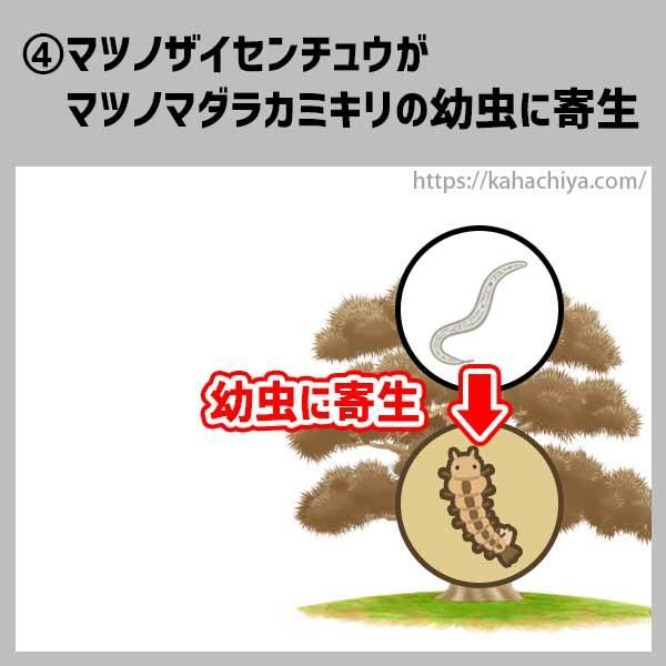 松枯れの流れ4