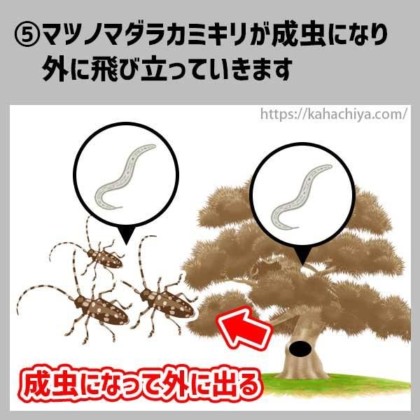 松枯れの流れ5