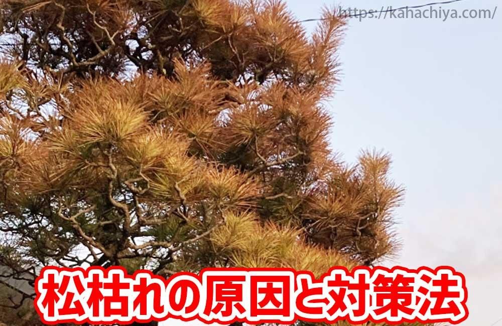 松枯れの原因と対策法