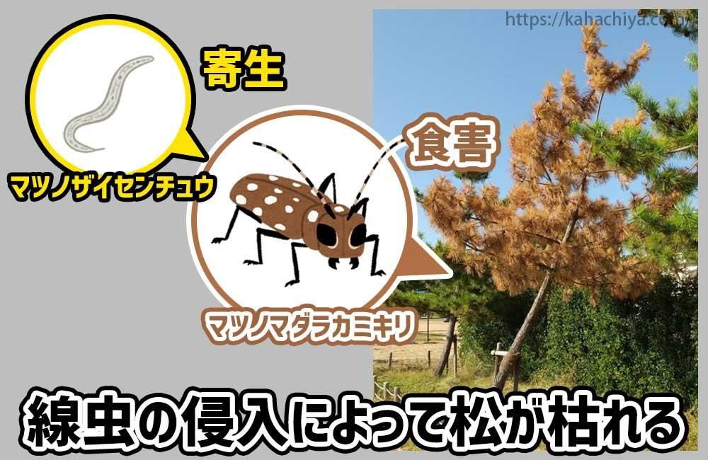 松枯れとは