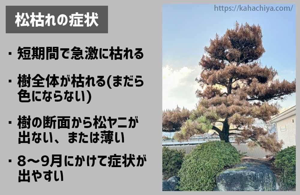 松枯れの症状