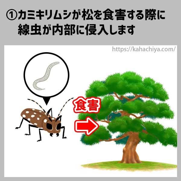松枯れの流れ1