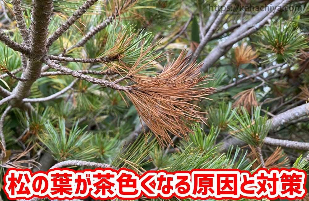 松の葉が茶色くなる原因と対策