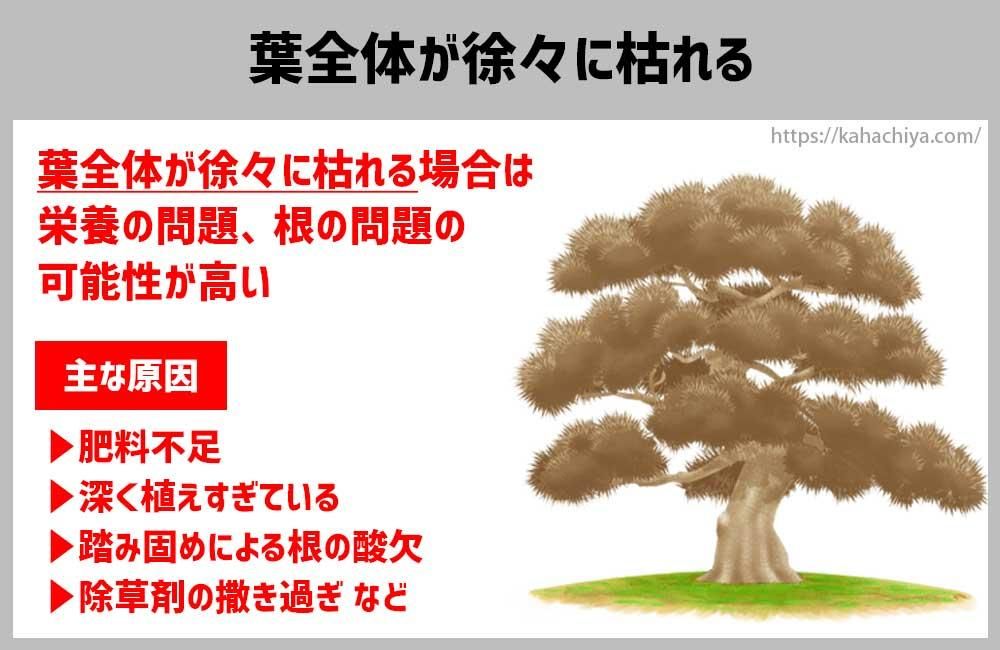 松の葉全体が徐々に枯れる