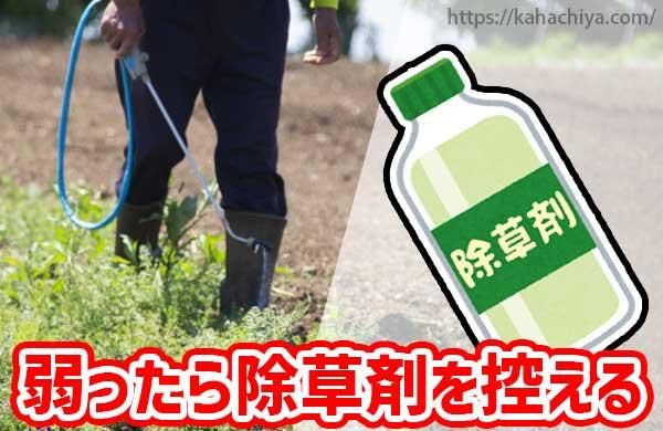 松が弱っている場合は除草剤を控える