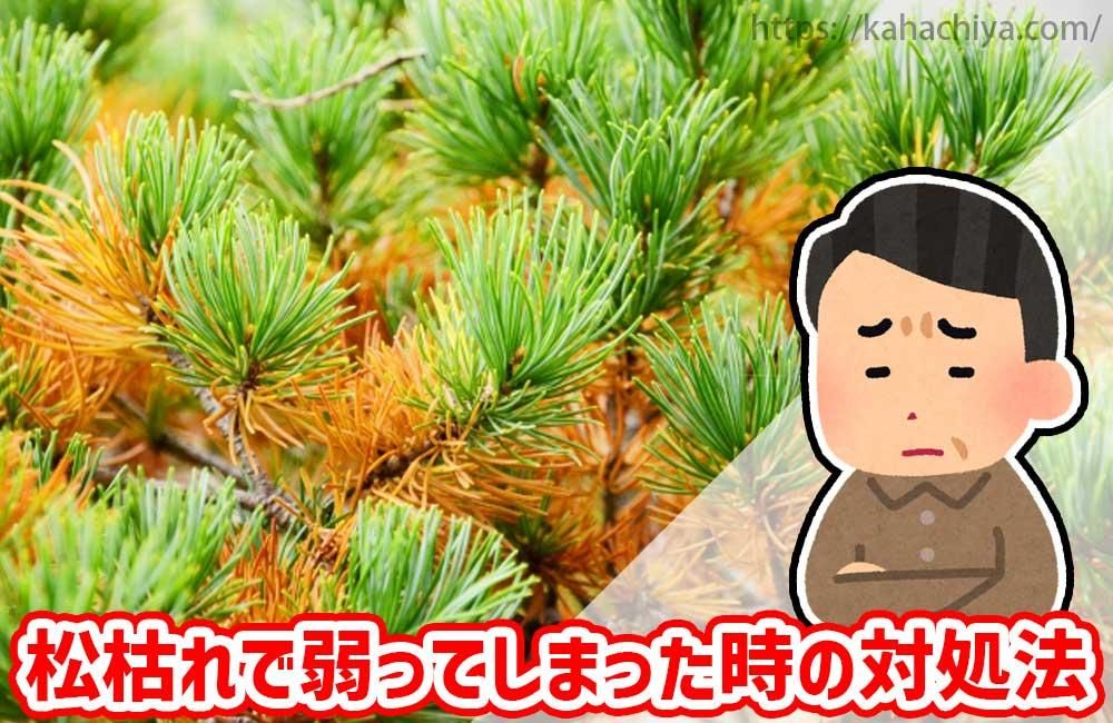 松枯れで弱ってしまった時の対処法