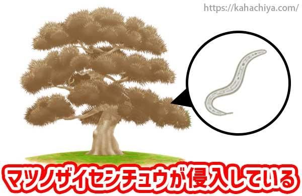 ޥĥΥ奦Ƥ