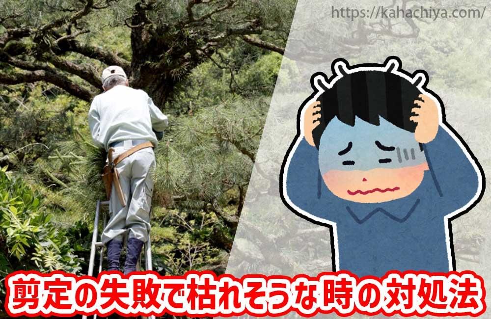 μԤǸϤ줽ʻнˡ