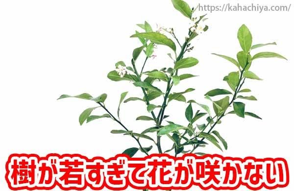 㤹Ʋ֤餫ʤ