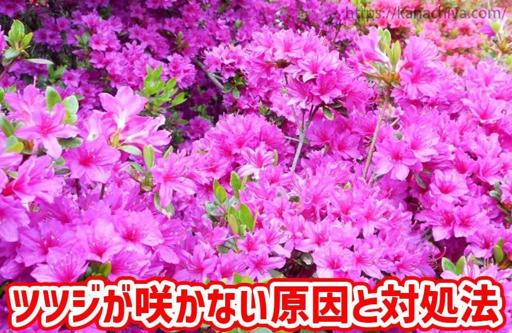 ĥĥβ֤餫ʤнˡ