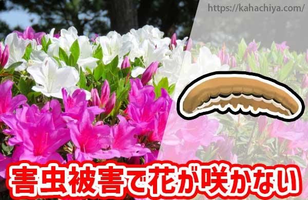 ﳲǲ֤餫ʤ