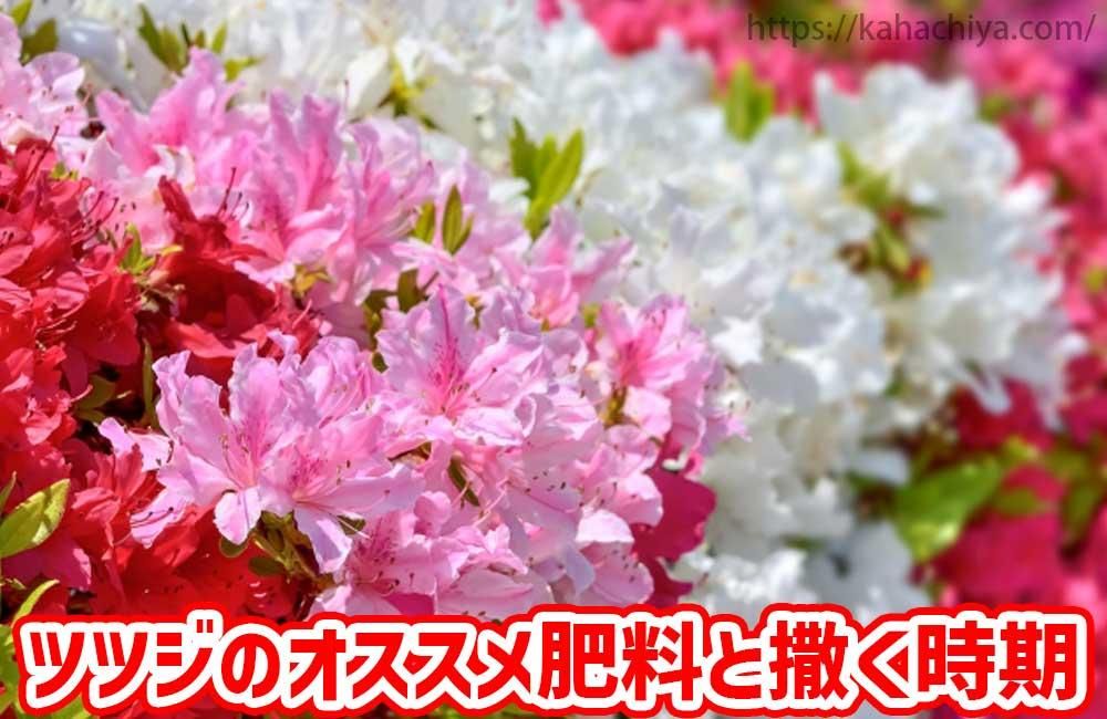 ツツジのオススメ肥料と撒く時期