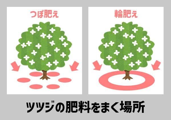 ツツジの肥料をまく場所
