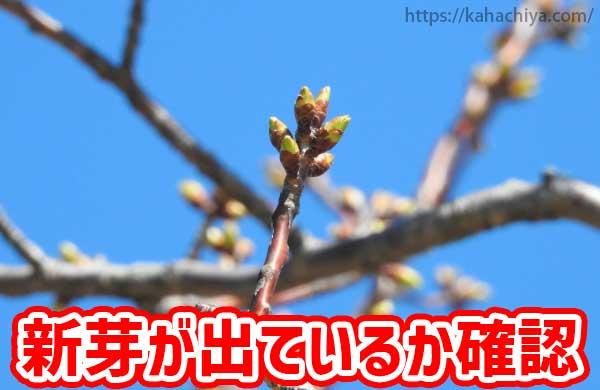 ꤬ФƤ뤫ɤǧ