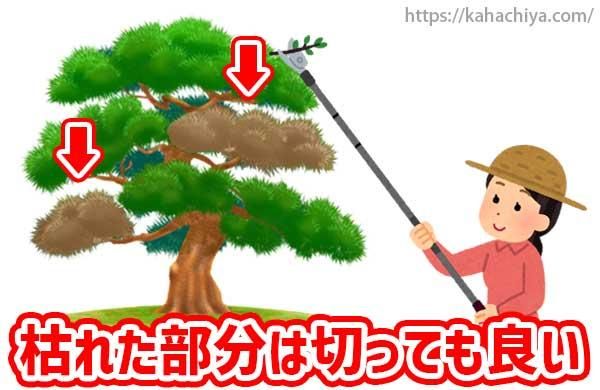 完全に枯れた部分は切っても良い