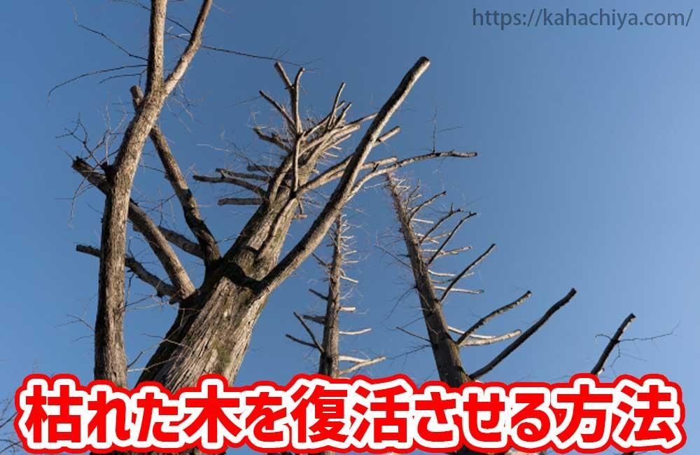 枯れた木を復活させる方法