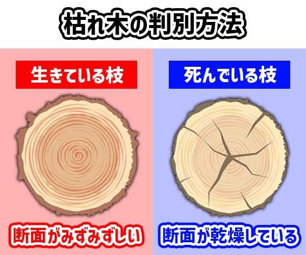 枯れ木の判別方法