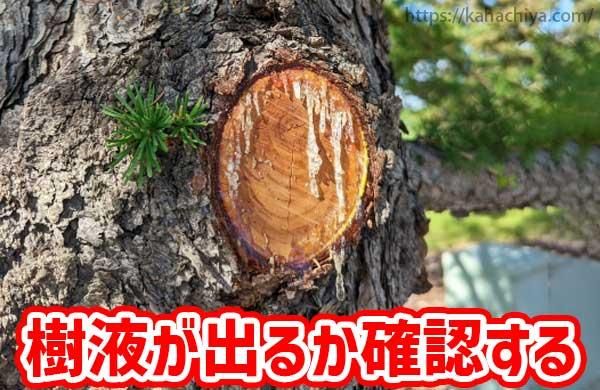 断面から樹液が出るか確認する